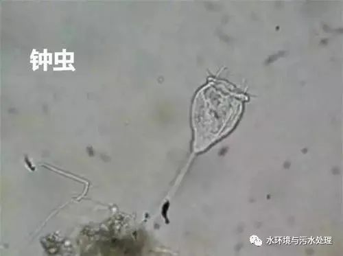 活性污泥中指示性生物合成技術研發探析