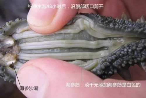 海參 自然饋贈的養生瑰寶，男女皆宜的滋補佳品