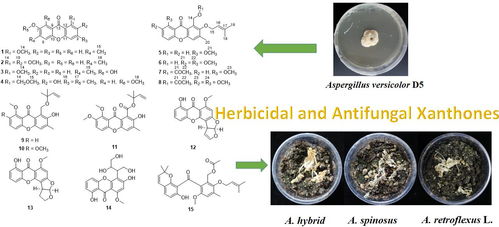 海洋真菌 天然除草與殺菌劑的綠色寶庫與合成技術新突破